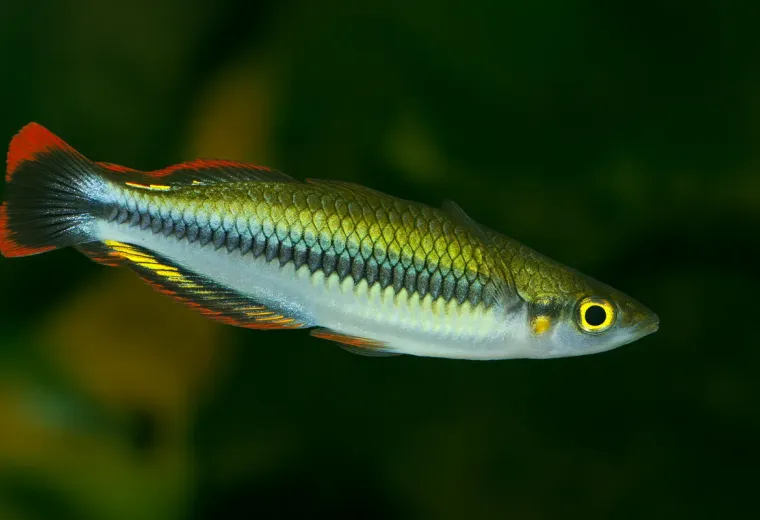 Madagaskar Ährenfisch