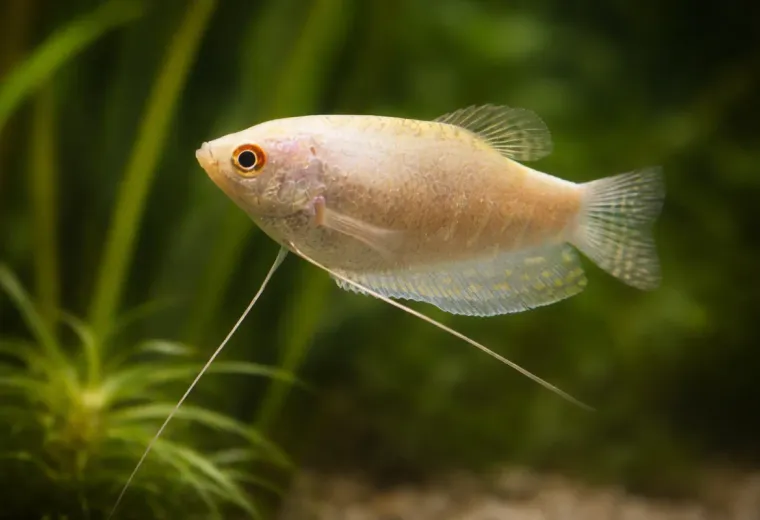 Fadenfisch Lavendel
