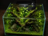 Nano Shrimp Garden 30L
