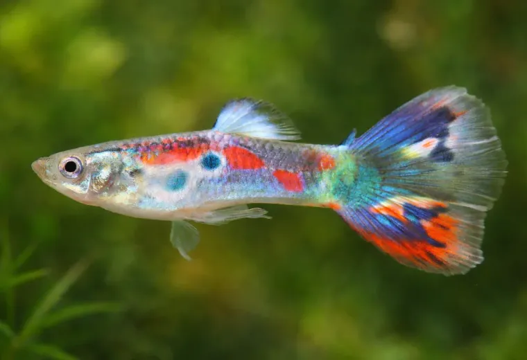 Guppy tricolor