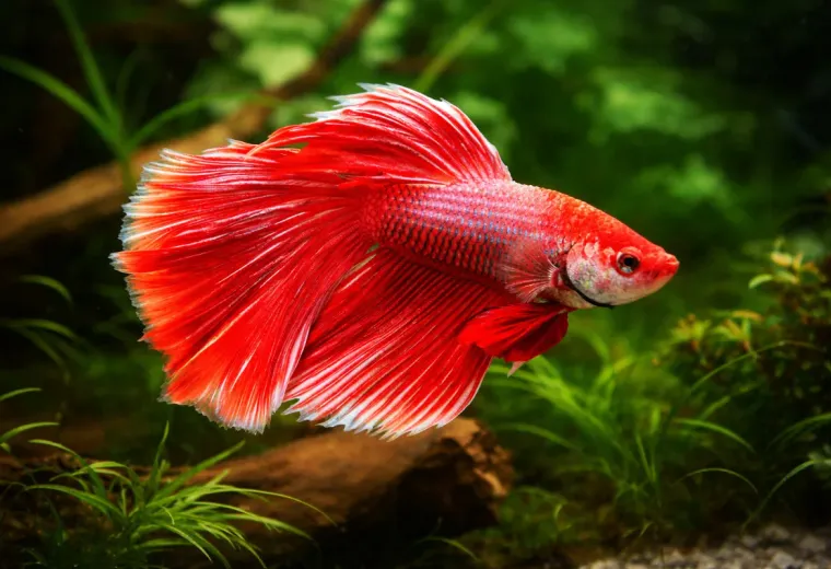 Betta splendens Super Delta XL