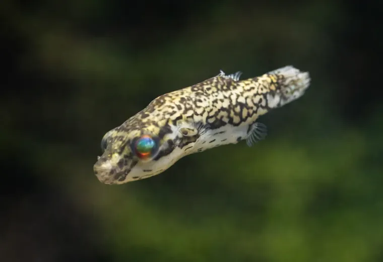 Kammkugelfisch