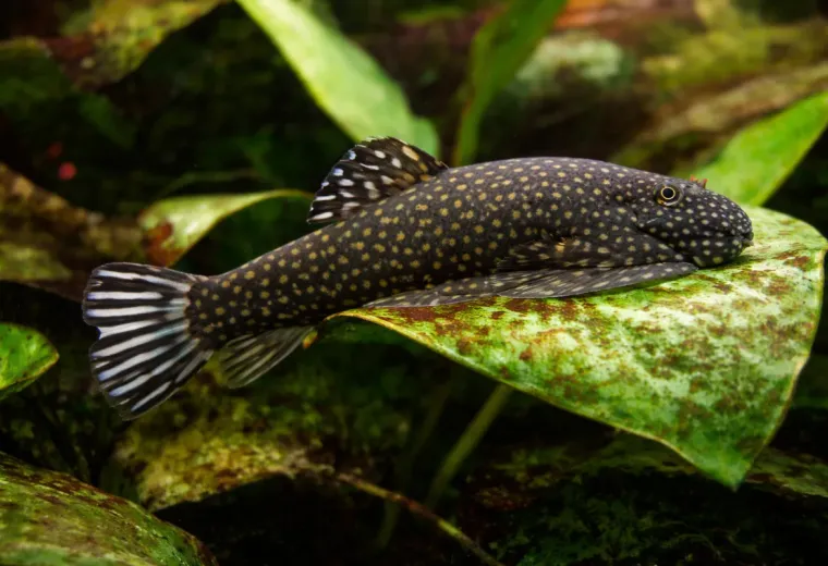 Flossensauger Blue Fin