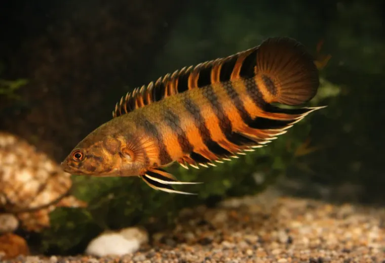 Oranger Buschfisch