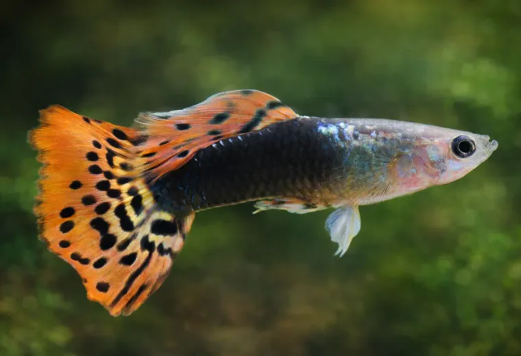 Guppy Dragon Tuxedo