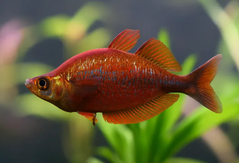 Roter Regenbogenfisch