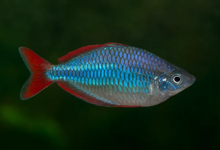 Diamant-Regenbogenfisch