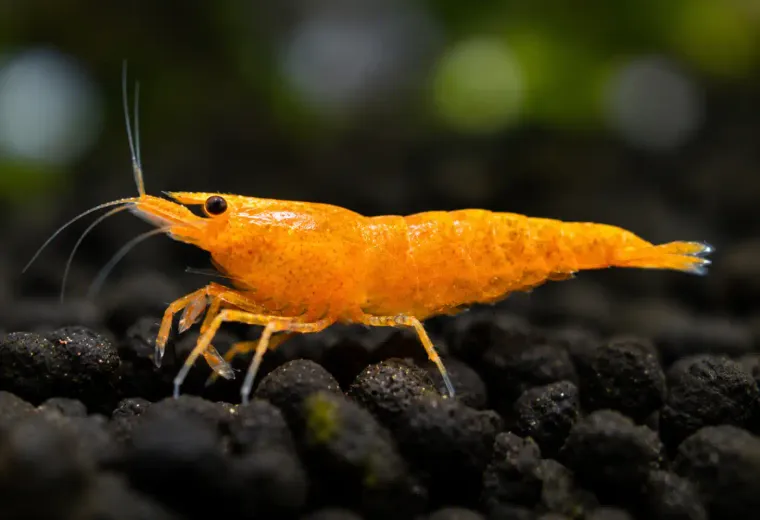 Sakura Orange Garnele