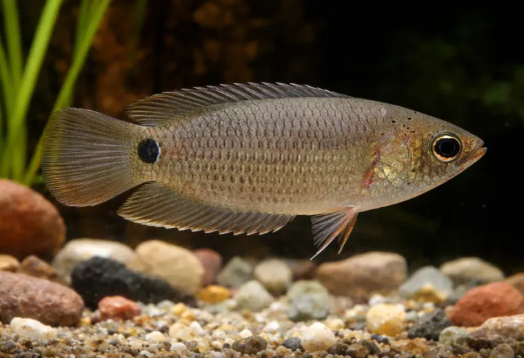 Schwanzfleck-Buschfisch