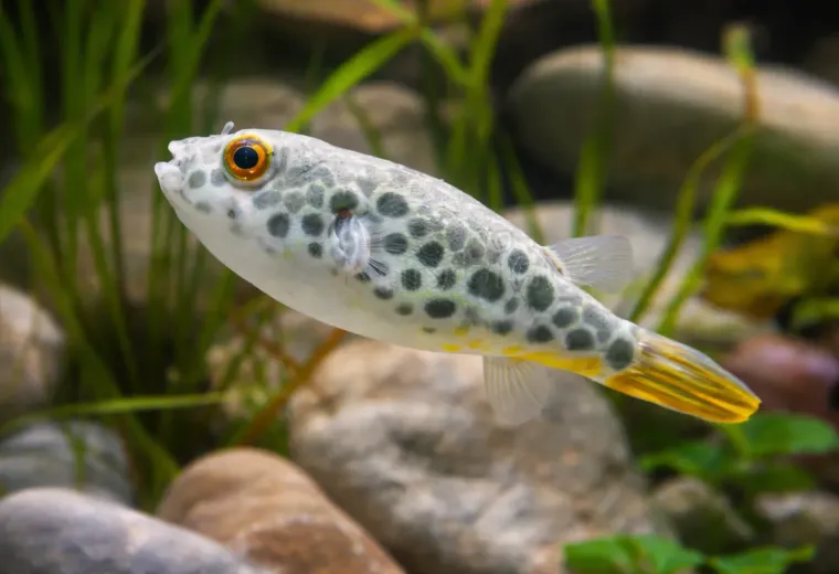 Leopardkugelfisch