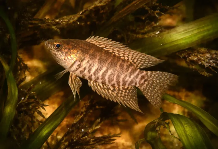 Gebändeter Buschfisch