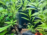 Mein erstes großes Aquarium - Juwel Trigon 190