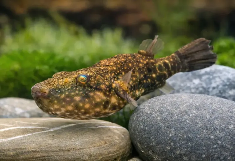 Mekong-Kofferkugelfisch