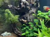 Mein erstes großes Aquarium - Juwel Trigon 190