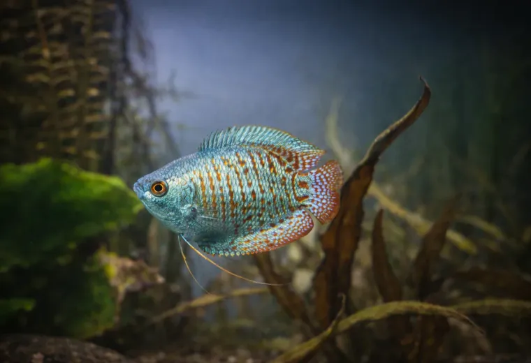 Zwergfadenfisch Kobaltblau