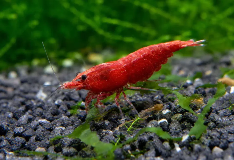 Sakura Red Garnele