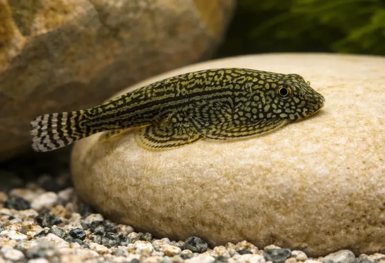 Punktierter Flossensauger