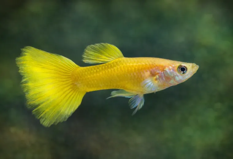 Guppy gelbe Zitrone Poecilia