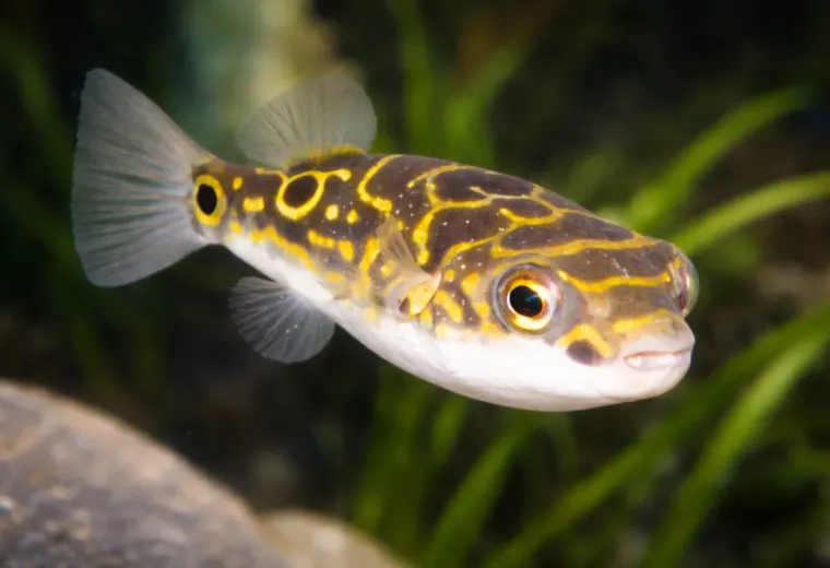 Palembang-Kugelfisch