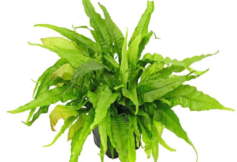 Microsorum pteropus