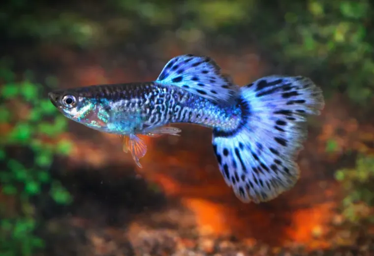 Guppy Blue Glass