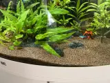 Mein erstes großes Aquarium - Juwel Trigon 190