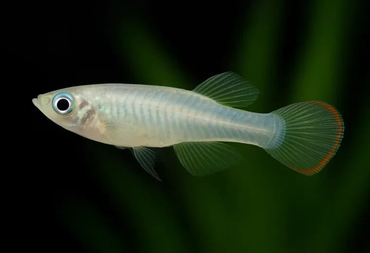 Jonstons Leuchtaugenfisch
