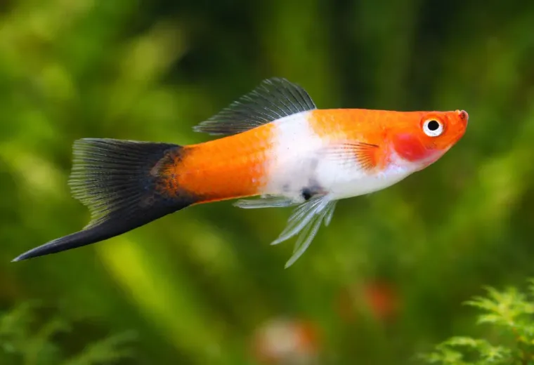 Schwertträger Kohaku