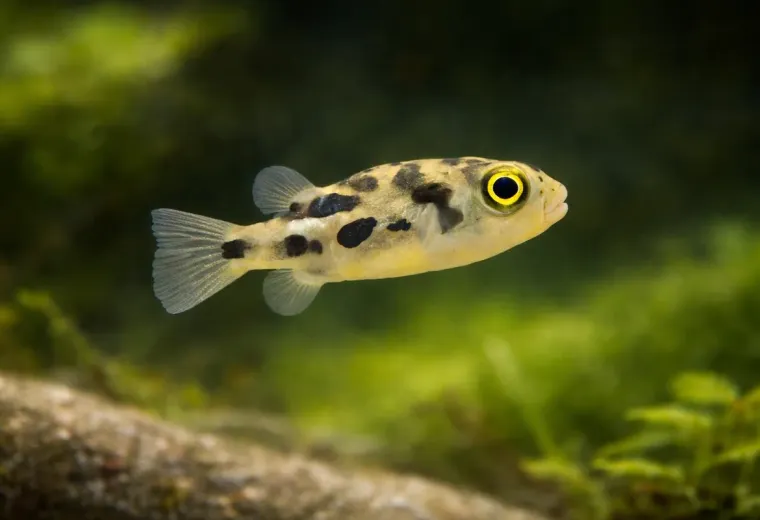 Erbsenkugelfisch