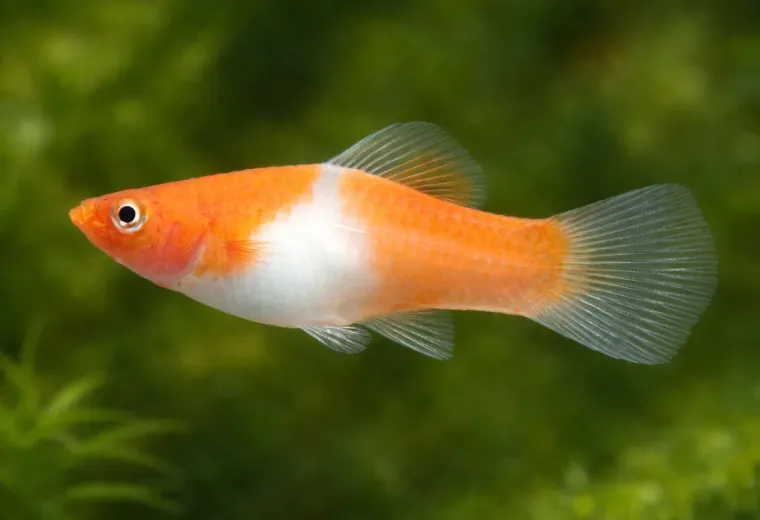 Koi Schwertträger rot-weiß (tancho)