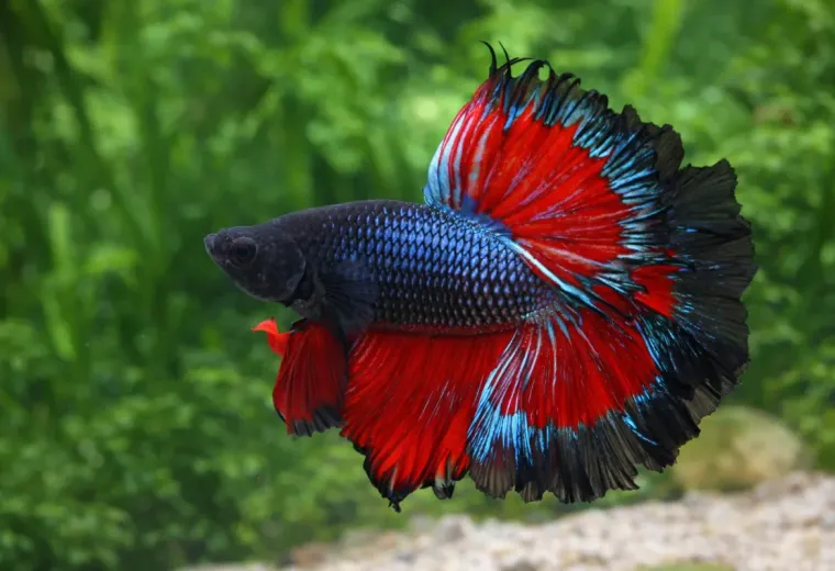 Betta splendens Halfmoon