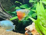 Mein erstes großes Aquarium - Juwel Trigon 190