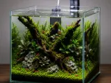 Nano Shrimp Garden 30L