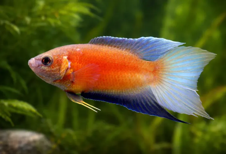 Macropodus opercularis “Fire and Ice”