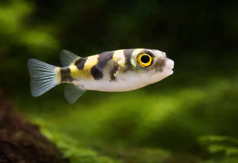 Papagei-Süsswasserkugelfisch