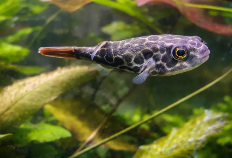 Goldringelkugelfisch