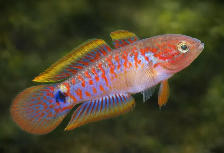 Pastellgrundel