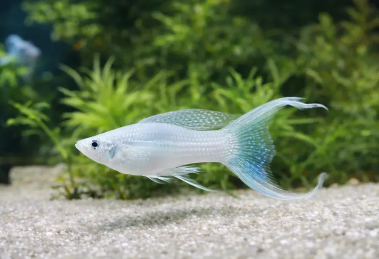 White Molly