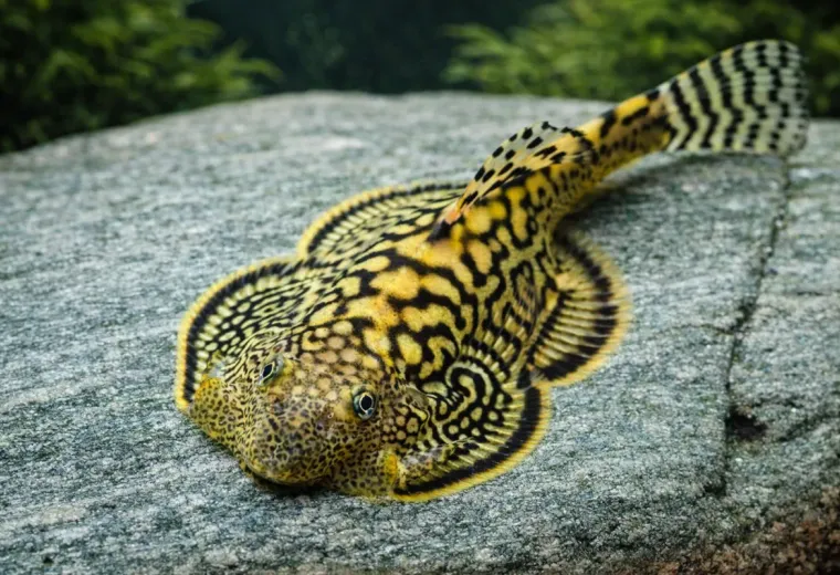 Prachtflossensauger