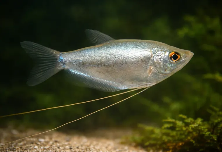 Mondscheinfadenfisch