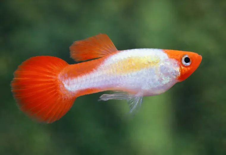 Guppy koi kohaku metallic
