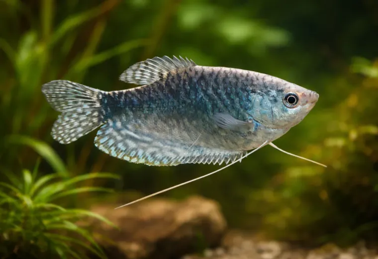 Fadenfisch Blau