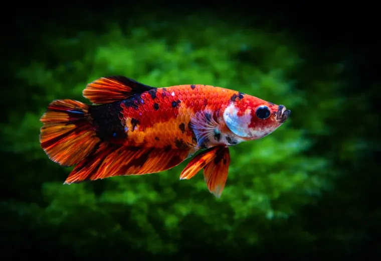 Betta splendens Koi