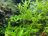 Mein erstes großes Aquarium - Juwel Trigon 190