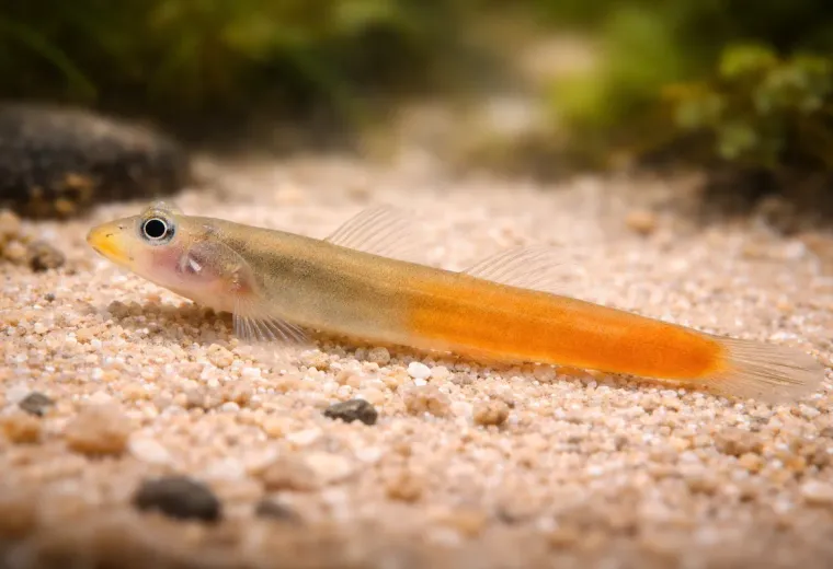 Lippenstiftgrundel
